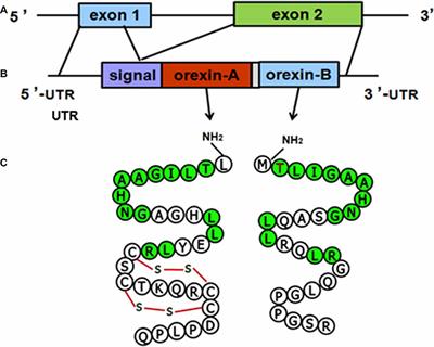 Frontiers The Orexin Receptor System Molecular Mechanism And